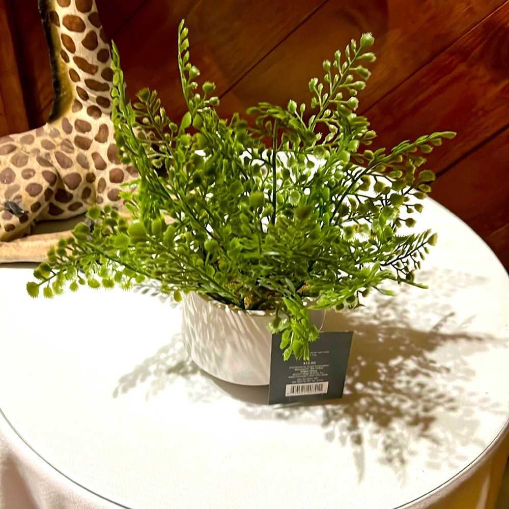 Decorative ferns, in ceramic pot